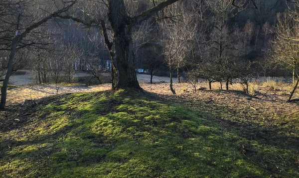 Árbol en paisaje de bosque holandés —  Fotos de Stock