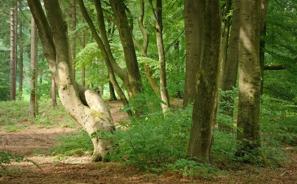 Árboles forestales de verano. naturaleza madera verde luz del sol fondos. —  Fotos de Stock