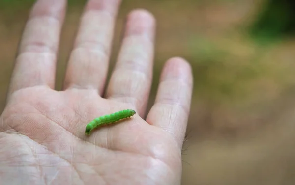 Lille larve på en mands hånd witrh lavvandet dybde - Stock-foto