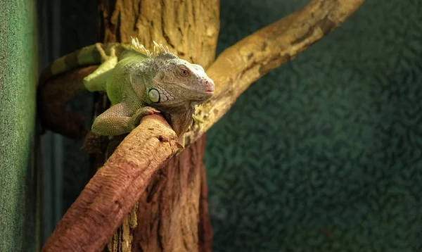 Primer plano de un camaleón en una rama, iguana colorida en los colores verde y negro, reptil tropical de madagascar — Foto de Stock