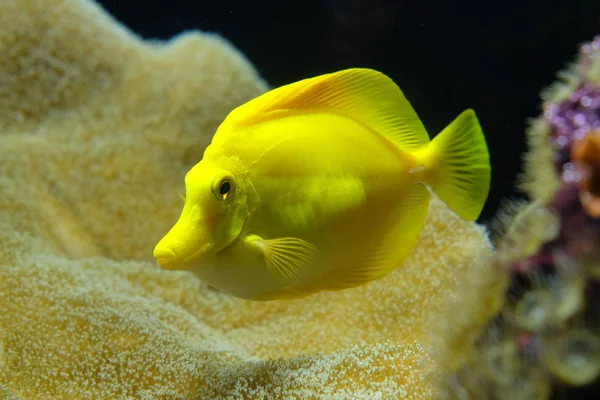 Zebrasoma adalah genus dari ahli bedah yang berasal dari Samudra Hindia dan Pasifik. Mereka memiliki tubuh berbentuk cakram — Stok Foto