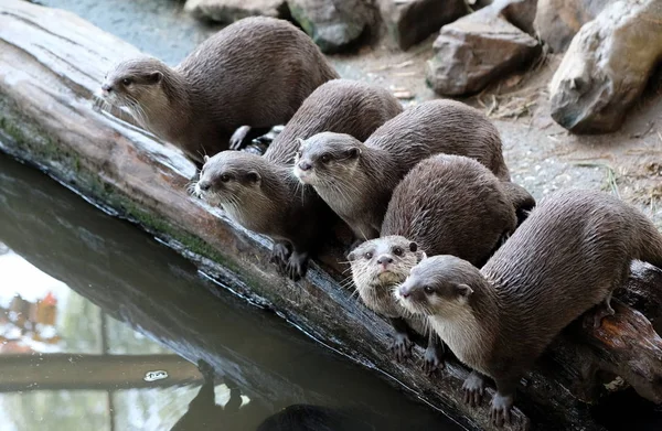 Gruppo di divertente orientale lontra artiglio piccolo guardando intrattenere gli spettatori — Foto Stock