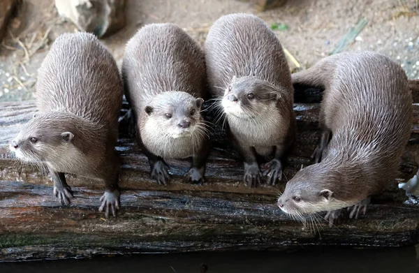 Gruppo di divertente orientale lontra artiglio piccolo guardando intrattenere gli spettatori — Foto Stock