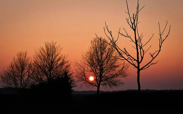 树在乡村的草地上日落荷兰 — 图库照片