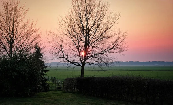 Baum auf den Wiesen im Grünen bei Sonnenuntergang Niederländisch — Stockfoto