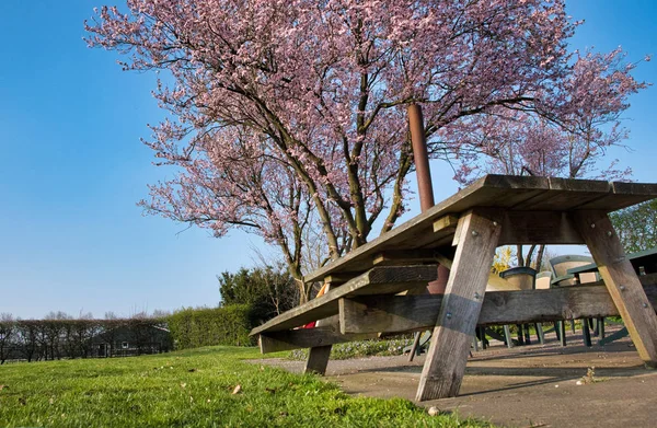 Roze Japanse bloesem tegen een blauwe hemel in het voorjaar in Nederland — Stockfoto