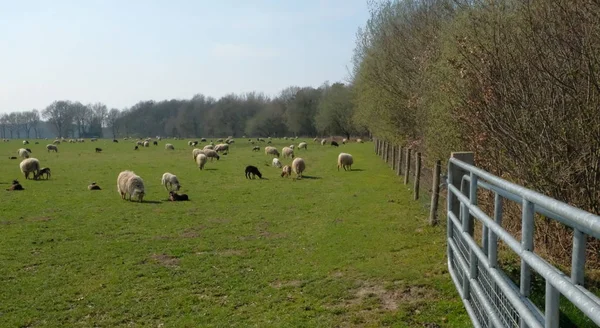 Stado owiec pastwiska na łące w płaskim holenderskim krajobrazie z drzewami na horyzoncie. — Zdjęcie stockowe