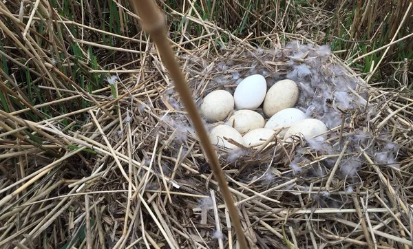 Ovos de gansos em um ninho no polder holandês grande natureza de terras baixas — Fotografia de Stock