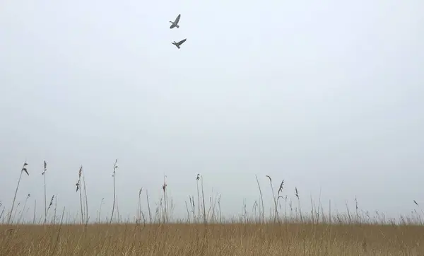 Reed da paisagem polder holandesa em um dia nublado com dois pássaros no céu — Fotografia de Stock