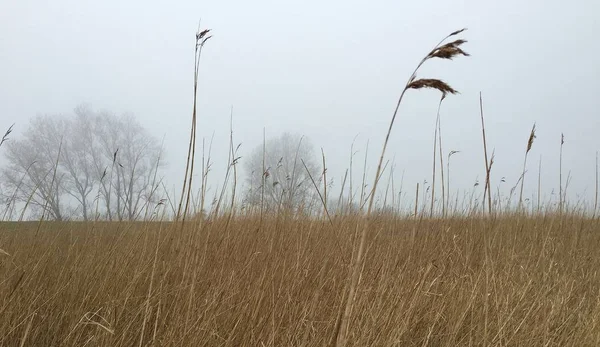 Bulutlu bir günde Hollanda polder manzara Saz — Stok fotoğraf