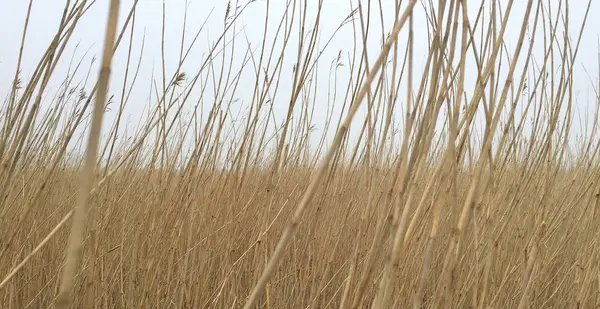 Roseau du paysage de polder néerlandais par une journée nuageuse — Photo