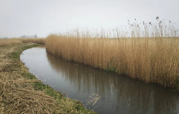 Trzcina holenderskiego poldera krajobrazu w pochmurny dzień — Zdjęcie stockowe