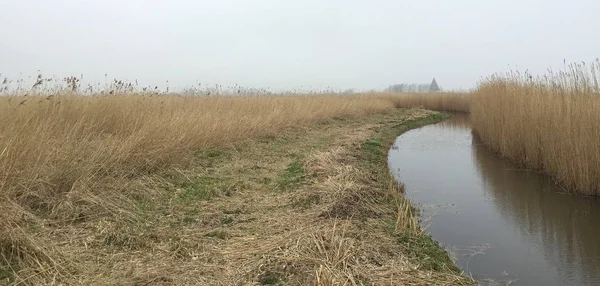 Reed del paesaggio polder olandese in una giornata nuvolosa — Foto Stock