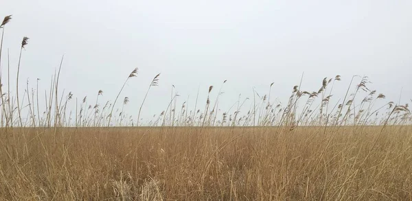 Reed del paesaggio polder olandese in una giornata nuvolosa — Foto Stock