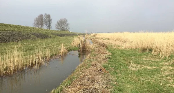 Reed da paisagem polder holandesa em um dia nublado — Fotografia de Stock
