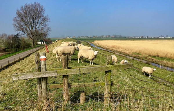 Flock får bete på en äng i platt nederländskt landskap med träd vid horisonten. — Stockfoto