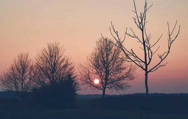 树在乡村的草地上日落荷兰 — 图库照片