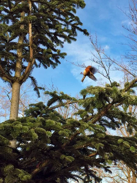 Robin aterrissando em uma árvore com céus azuis — Fotografia de Stock