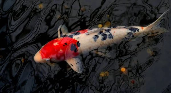 Ikan mas keemasan dan ikan koi Jepang di kolam — Stok Foto