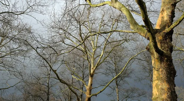 Alberi nell'inverno contro un cielo scuro — Foto Stock