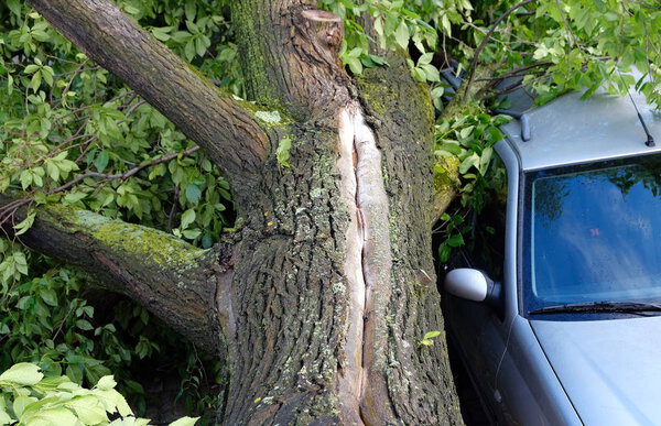 A tree fell on a car during a hurricane. Broken tree on a car close-up