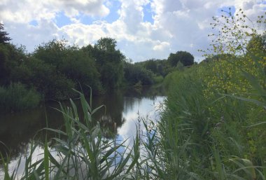 İnekler ve çimenler, güzel mavi gökyüzü ve beyaz bulutlar ile tipik Hollanda panorama manzara.