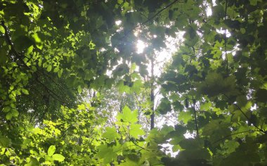 İnekler ve çimenler, güzel mavi gökyüzü ve beyaz bulutlar ile tipik Hollanda panorama manzara.