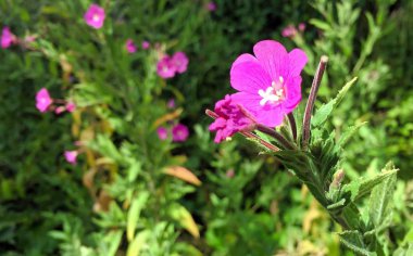 İnekler ve çimenler, güzel mavi gökyüzü ve beyaz bulutlar ile tipik Hollanda panorama manzara.