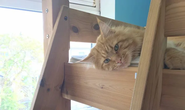 Gato bonito deitado na luz da manhã macia. Casulo maine fofo com emoções engraçadas descansando no quarto. Retrato de gato . — Fotografia de Stock