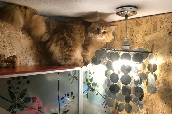 Beau chat couché dans la douce lumière du matin. Coon Maine moelleux avec des émotions drôles reposant dans la chambre. Portrait de chat . — Photo