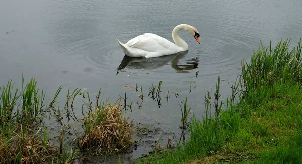 Cisnes patos em corrente fresca de água corrente refletindo as cores do céu e nuvens cercadas por paisagem verde de grama fresca na chuva . — Fotografia de Stock