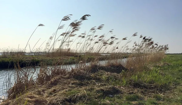 Paisagem panorâmica típica holandesa com vacas e grama, céu azul bonito e nuvens brancas . — Fotografia de Stock