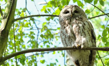 Ormanda ağaç üzerinde Büyük Gri Baykuş Strix nebulosa