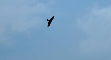 Kartal mavi bir gökyüzüne karşı uçuyor