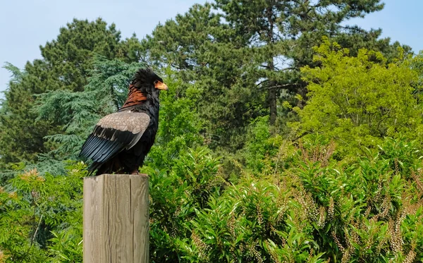 Um pássaro predador na árvore. A águia-falcão mutável ou águia-falcão-de-crista Nisaetus cirrhatus — Fotografia de Stock