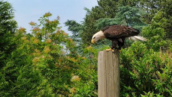 Um pássaro predador na árvore. A águia-falcão mutável ou águia-falcão-de-crista Nisaetus cirrhatus — Fotografia de Stock