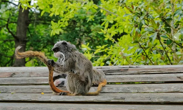 Closeup รูปภาพของจักรพรรดิ Tamarin Saguinus imperator, primate ในต้นไม้ในวันที่สดใสสดใสและแดด . — ภาพถ่ายสต็อก