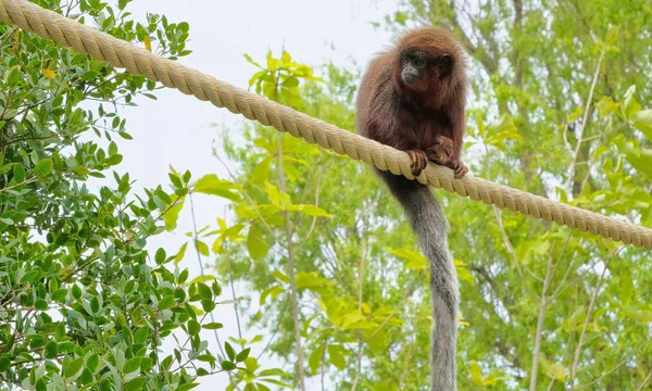 Красная тити-обезьяна забирается на ветку в естественной среде обитания — стоковое фото