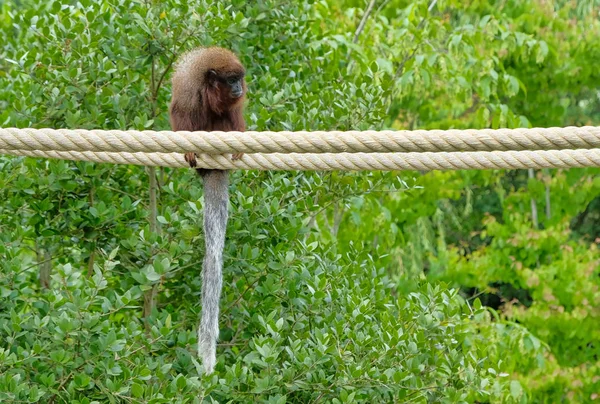 Красная тити-обезьяна забирается на ветку в естественной среде обитания — стоковое фото