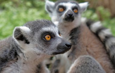 Halka, Madagaskar adasındaki Ulusal Park 'ta lemurları takip etti. İki genç lemuru merakla neler olduğunu görmeye geldiler..