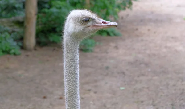 Ostrich in dutch zoo avifauna in the netherlands — Stock Photo, Image