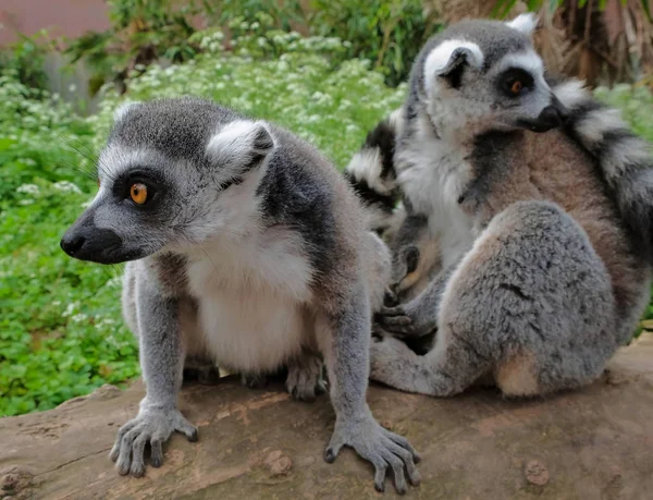 Anello di lemuri coda nel Parco Nazionale dell'isola del Madagascar. Due giovani lemuri curiosamente sono venuti a vedere cosa sta succedendo. — Foto Stock