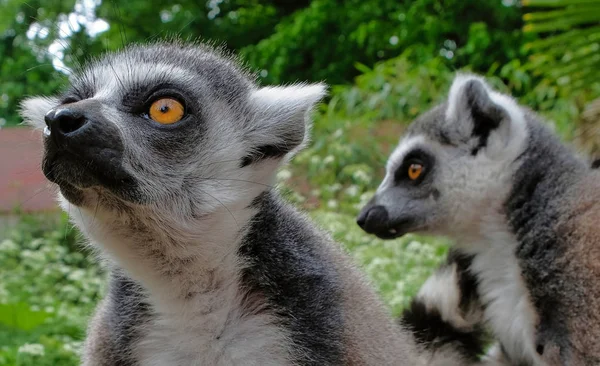 Anello di lemuri coda nel Parco Nazionale dell'isola del Madagascar. Due giovani lemuri curiosamente sono venuti a vedere cosa sta succedendo. — Foto Stock