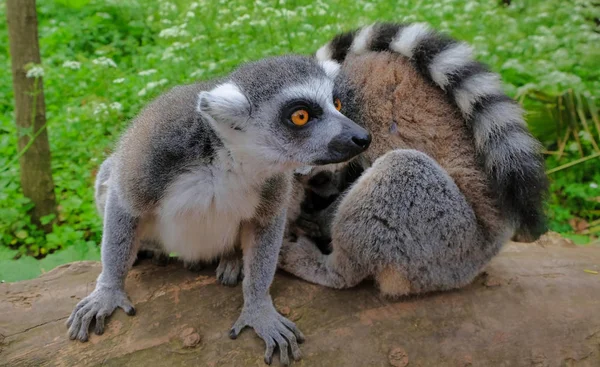 Anello di lemuri coda nel Parco Nazionale dell'isola del Madagascar. Due giovani lemuri curiosamente sono venuti a vedere cosa sta succedendo. — Foto Stock