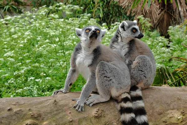 Anel lêmures de cauda no Parque Nacional, na ilha de Madagascar. Dois jovens lêmures curiosamente vieram ver o que está acontecendo. — Fotografia de Stock