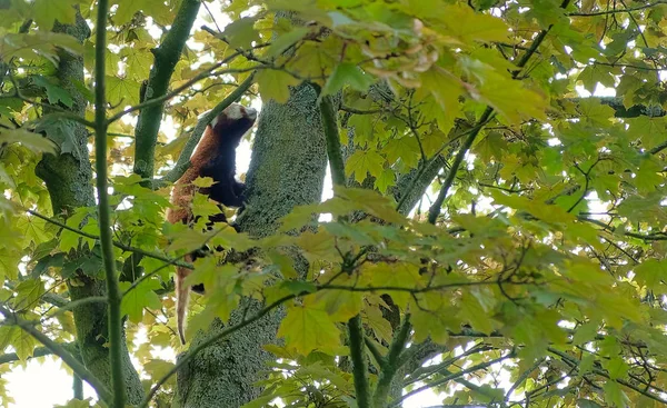 Red Panda descendo um galho de árvore com folhagem verde borrada no fundo — Fotografia de Stock