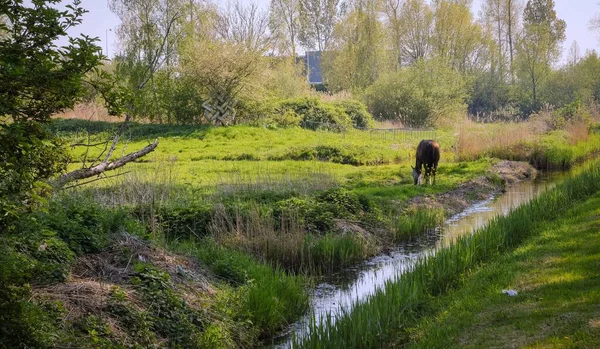 Paisagem holandesa com barcos e árvores em amsterdam — Fotografia de Stock