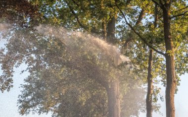 Gün batımında mısır tarlasını sulayan tarımsal sulama sisteminin silueti. Ortadaki pivot fıskiye sistemini kullanarak mısır tarlası sulama