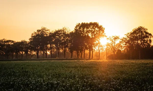 日落时农业灌溉系统浇灌玉米地的轮廓. 利用中心枢轴洒水系统进行玉米田灌溉 — 图库照片