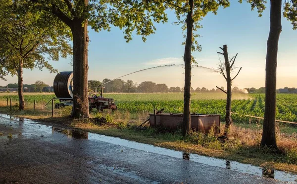 Gün batımında mısır tarlasını sulayan tarımsal sulama sisteminin silueti. Ortadaki pivot fıskiye sistemini kullanarak mısır tarlası sulama — Stok fotoğraf